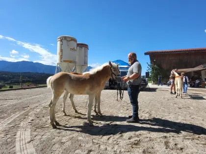 Haflinger Stutfohlen