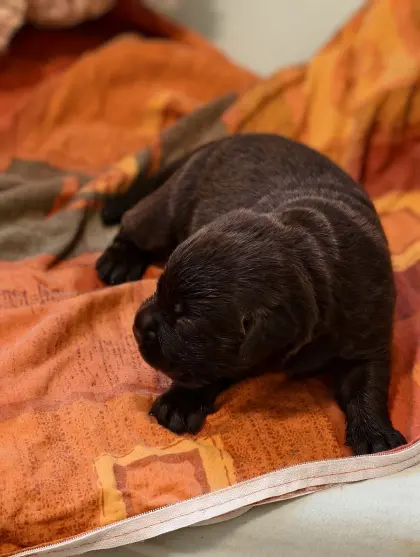 Labrador-Welpen mit Ahnentafel