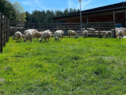 Milchschafherde