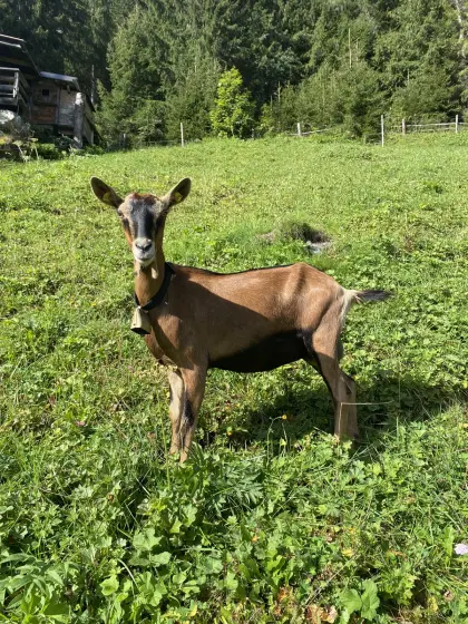 GGZ-Ziege
