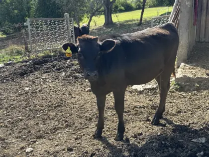 Fullblood Wagyu Kalb (w)