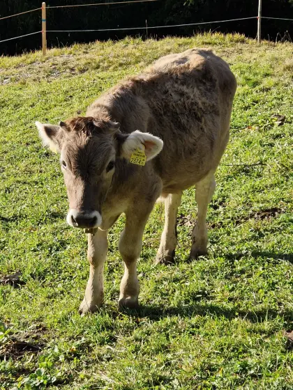 Original Braunvieh