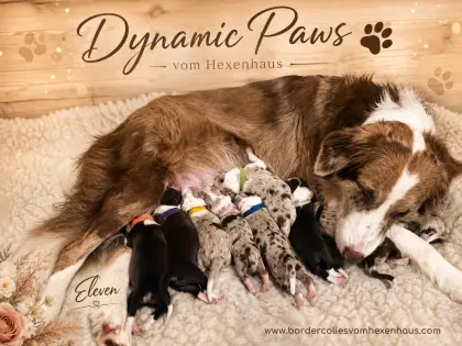 Border-Collie-Welpen