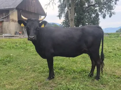 Dexterkuh Lena