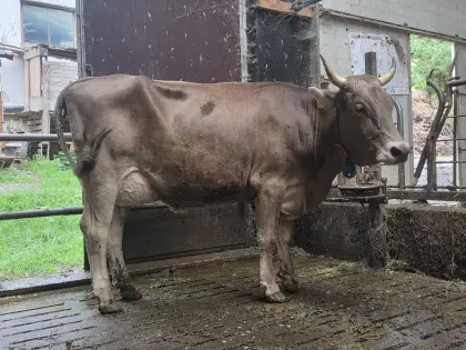 Braunvieh Jungkuh
