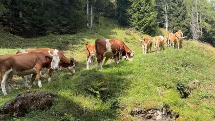 Bio-Fleckvieh-Kalbinnen