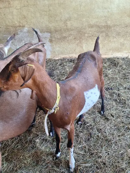 Jungziegen in Milch