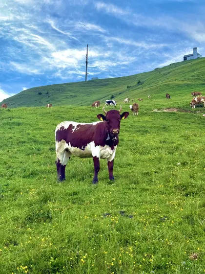 Verkaufe schöne behornte Pinzgauer Jungkalbin.