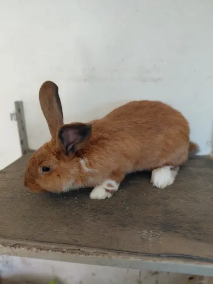 Kaninchenweibchen