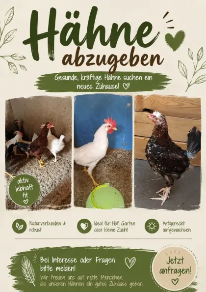 Hähne, verschiedene Rassen