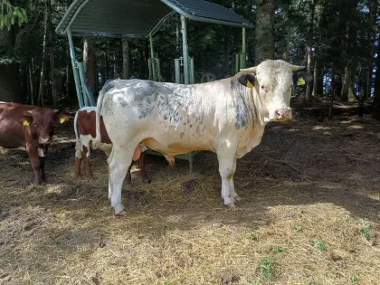 Weiß-Blauer Belgier Stier