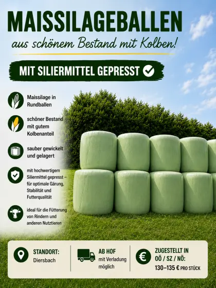 Maisballen zu verkaufen