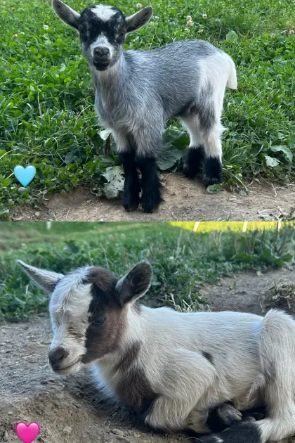 Mini-Zwergziegenkitze