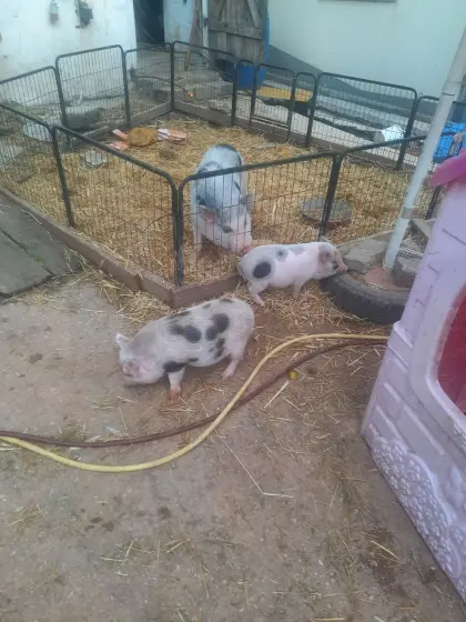 Mikroschweine