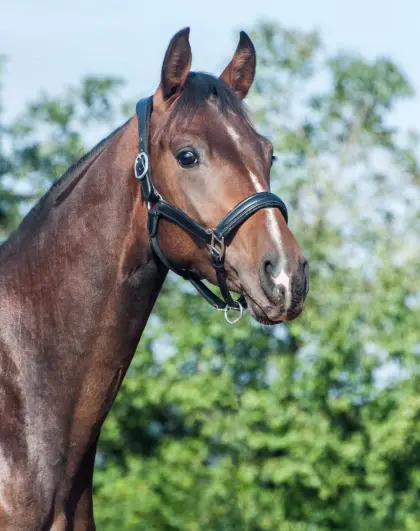AWÖ Wallach, 3,5-jährig