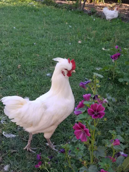 Junghähne Buntlegermix