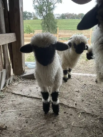Walliser Schwarznasen, 3 Böcke