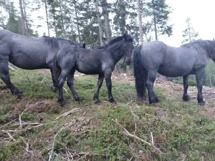Noriker Hengstfohlen