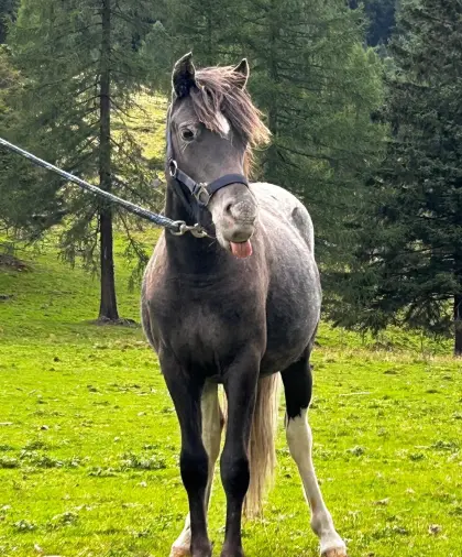 Pony-Stute zu verkaufen.