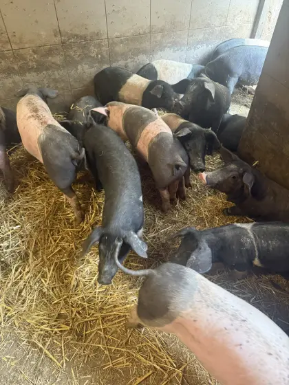 Bio-Ferkel