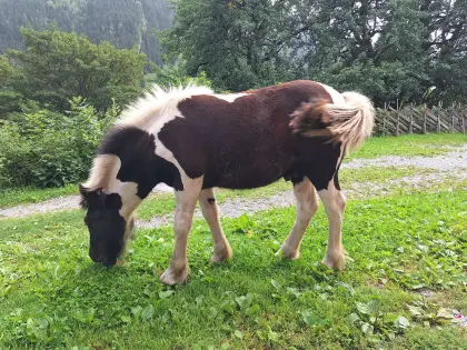 Ponyhengst