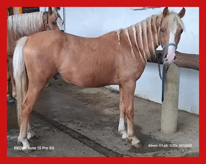 2-jähriger Ponywallach