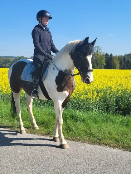 Lieber Freizeitpartner, Wallach, 7 Jahre, 154 cm
