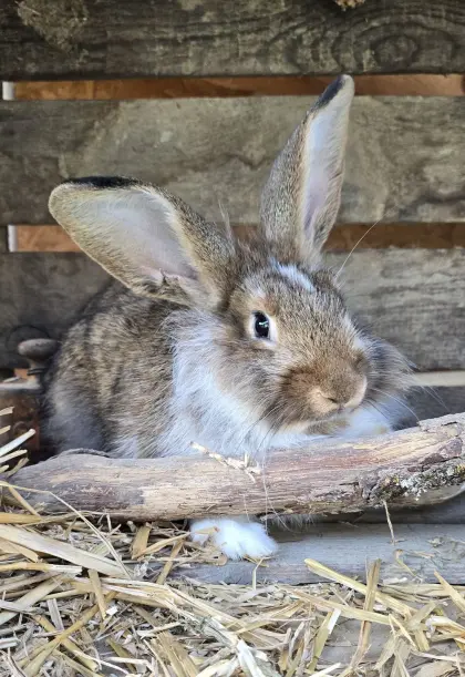 Kaninchen, Hase, Mischling, Fleischhase