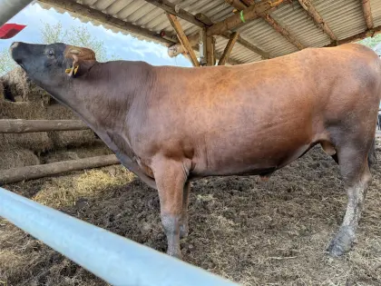 Jersey-Stier