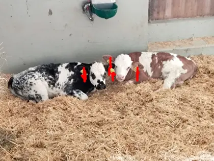 3 Bio-Stierkälber zu verkaufen