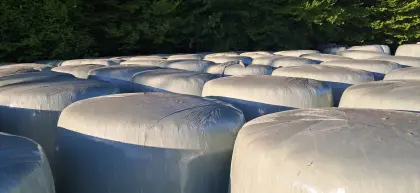 Maisballen