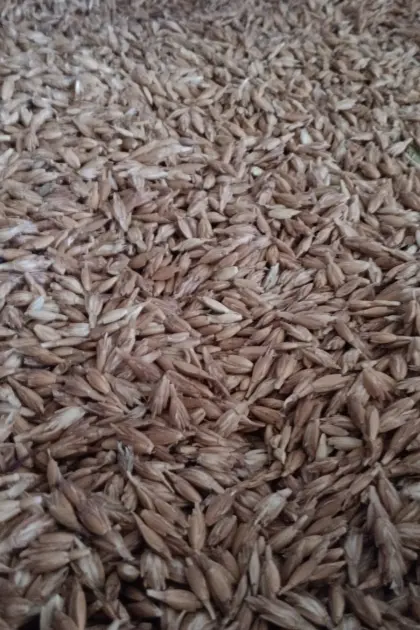 Bio-Dinkel Ebners Rotkorn
