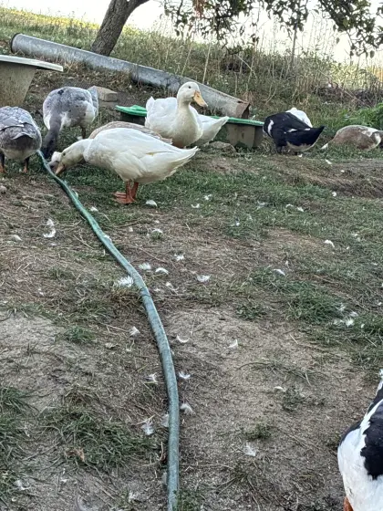 Enten