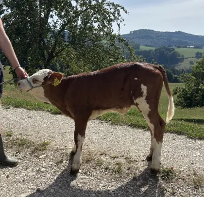 Verkaufe Fleckviehkalb