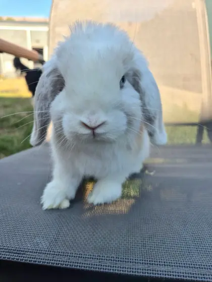 Mini Lop Männchen, 4 Monate alt