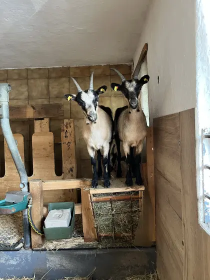 Passeirer Gebirgsziegenkitze
