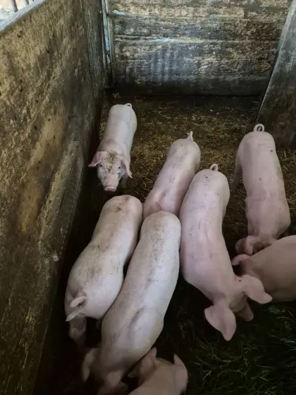 Ferkel zu verkaufen