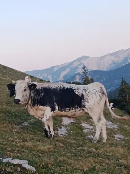 Verkaufe 1 Pustertaler Sprinzen Kuh, BIO