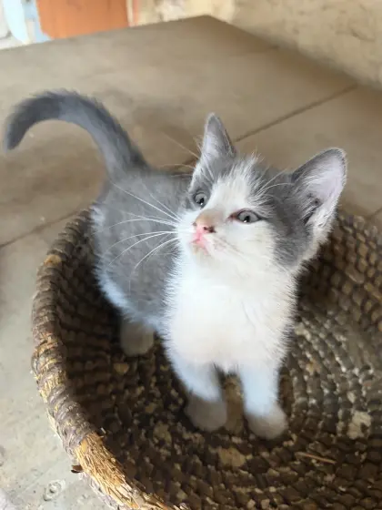Babykatzen vom Bauernhof