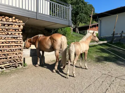 Haflinger Hengstfohlen