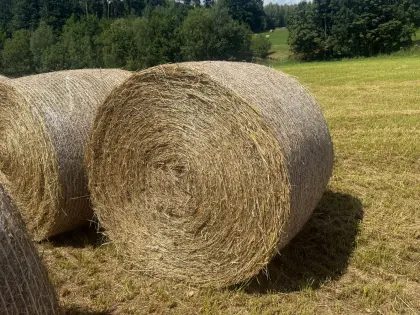 NEWS, Knäuelgras in Rundballen verfügbar!