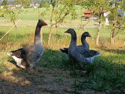 Pommerngänse