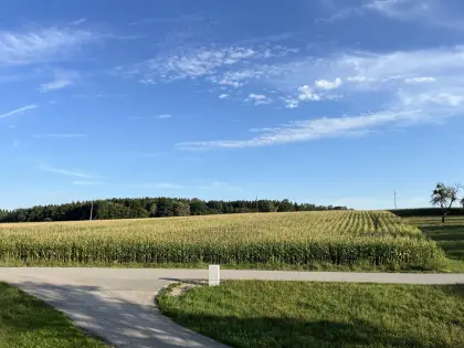 Mais ab Feld 7,14 ha (ein ganzes Feld), Silomais, Körnermais