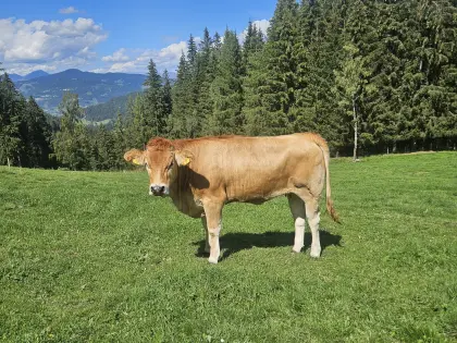 Murbodner-Kalbin