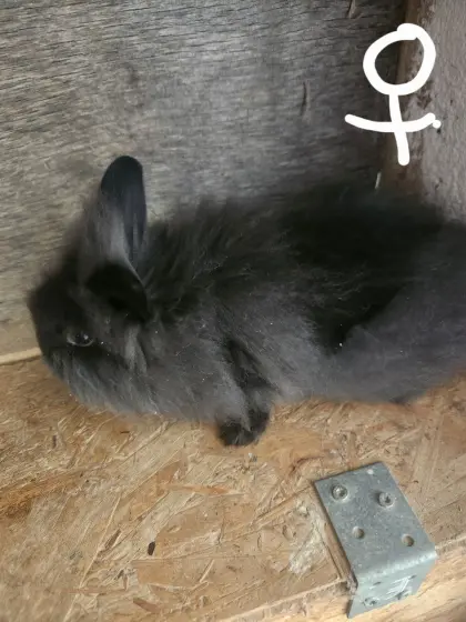Zwergkaninchen