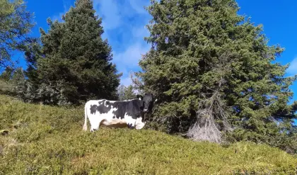 Originale schwarze Pinzgauer Kalbin
