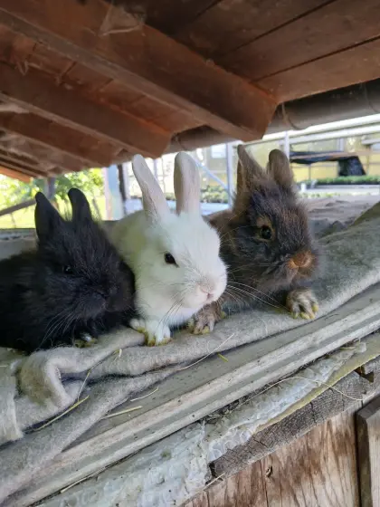 Zwergkaninchen