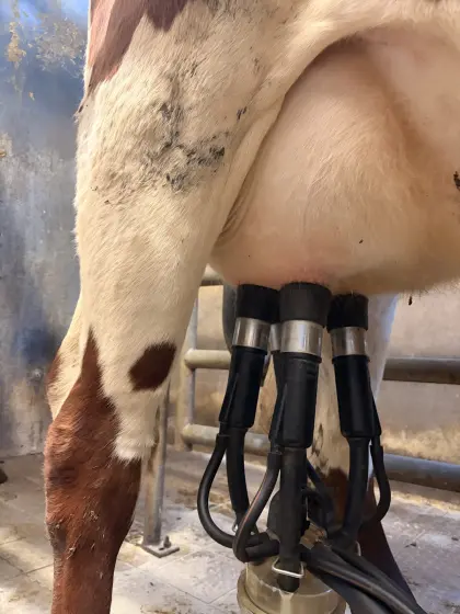 Kaufen Bio-Kühe
