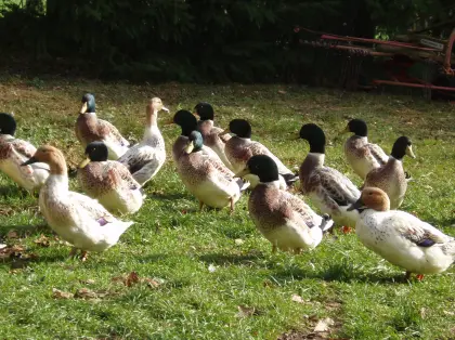 Streicherenten, Enten