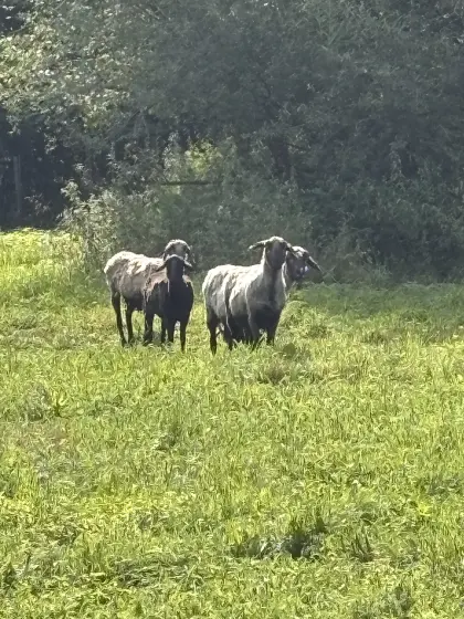 Verkaufe vier Schafe